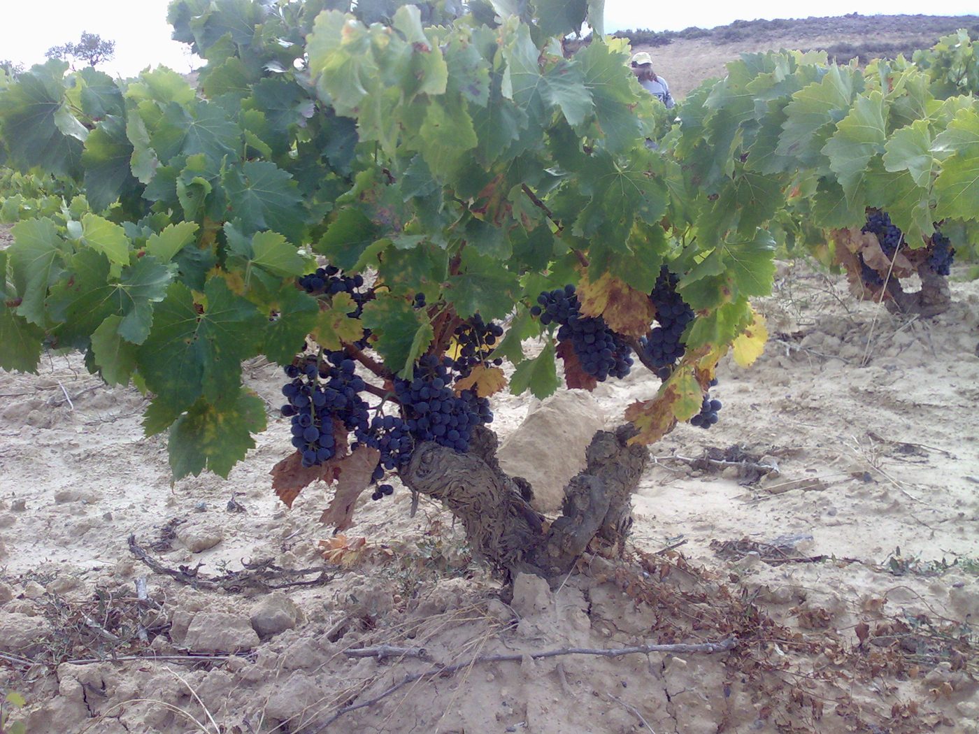 Cepa vieja de garnacha en vaso, con racimos de uva tinta