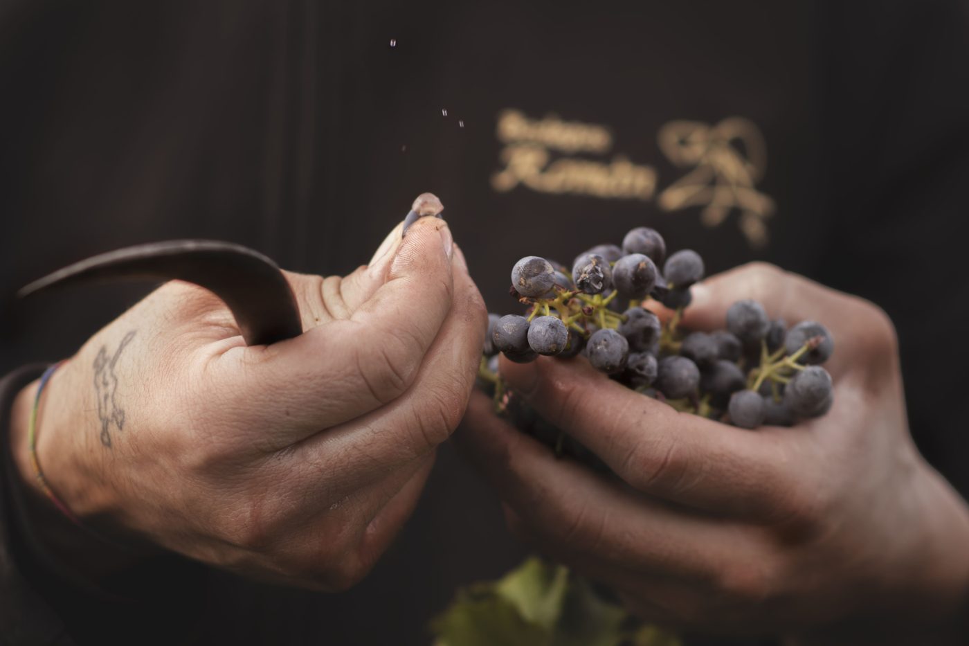 Manos sosteniendo un racimo de uva tinta, con el nombre de la bodega al fondo