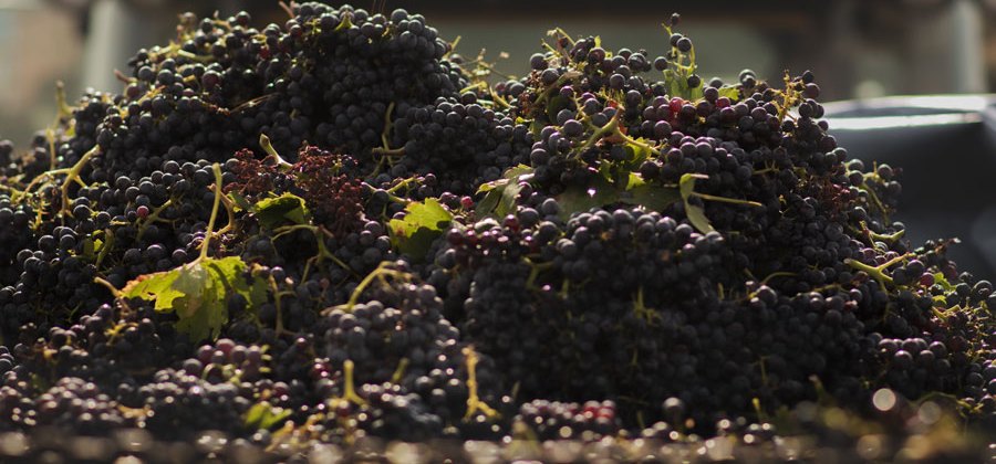 Racimos de uva tinta recién vendimiados en el remolque